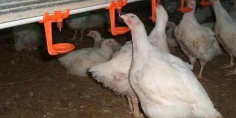 Kakve se pojilice mogu napraviti za ćurke